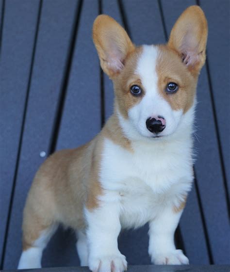  Find Pembroke Welsh Corgi dogs and puppies from Ohio breeders