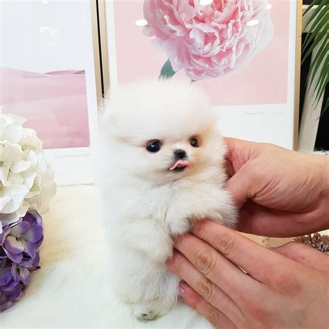  Find Pomeranian puppies for sale near you