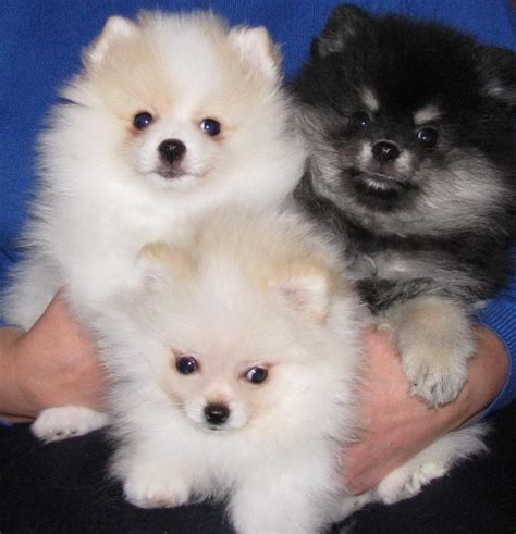  Find Pomeranian puppies for sale near you! Our website offers a unique selection of Pomeranians directly from their owners