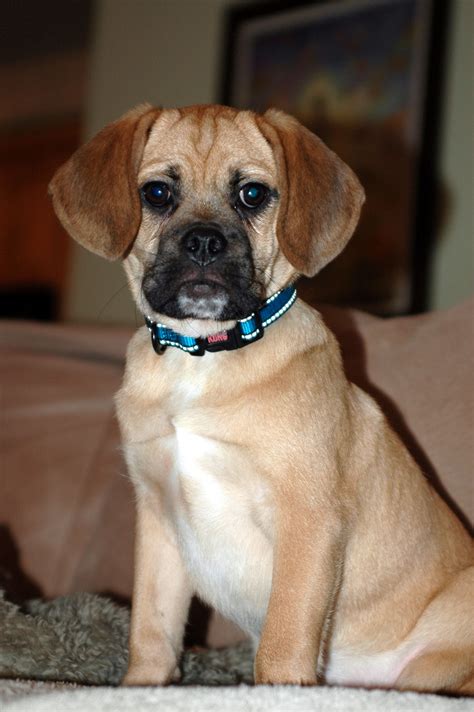  Find Puggle dogs and puppies from California breeders