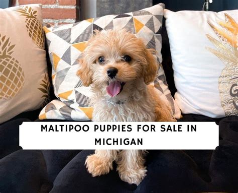  Find Puppies and Breeders in Michigan and helpful information