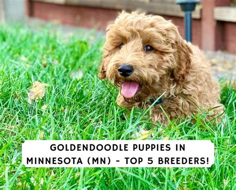  Find Puppies and Breeders in Minnesota and helpful information
