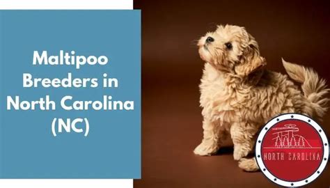  Find Puppies and Breeders in North Carolina and helpful information