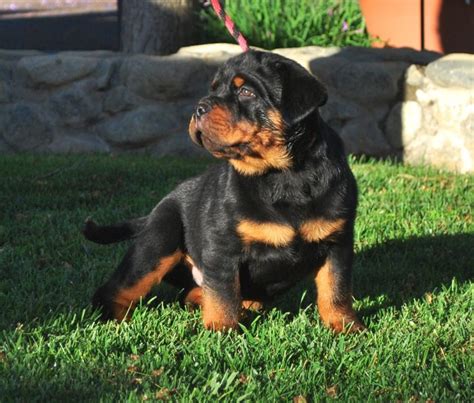  Find Rottweiler puppies for sale Near Bakersfield, CA Rottweilers sometimes get an unfair rap as aggressive, but they