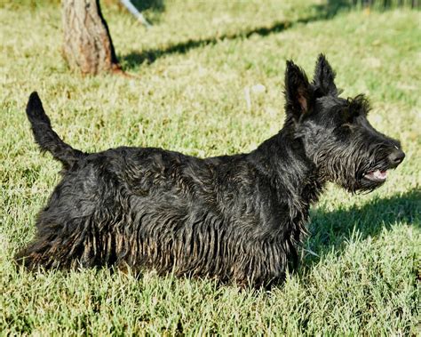  Find Scottish Terrier puppies for sale