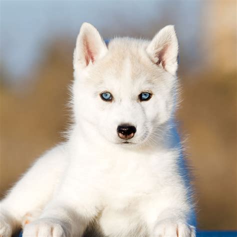  Find Siberian Husky puppies for sale near you