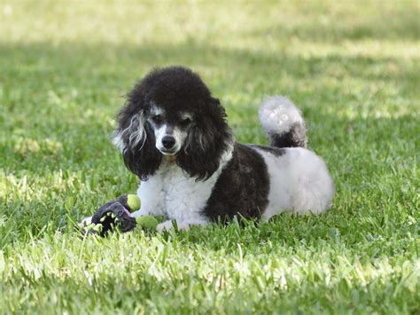  Find Toy Poodle dogs and puppies from Texas breeders