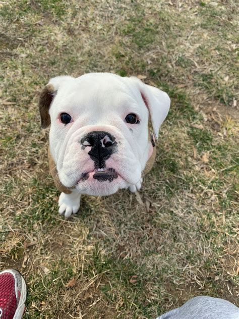  Find Victorian Bulldogs and puppies from Texas breeders