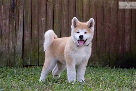  Find a Akita puppy from reputable breeders near you and nationwide