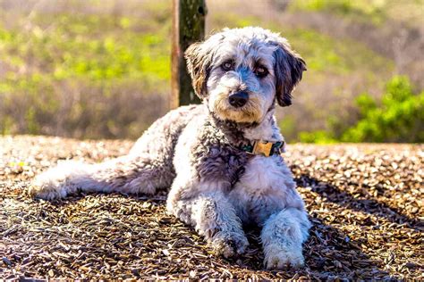  Find a Aussiedoodle puppy from reputable breeders near you in Burlington, NC