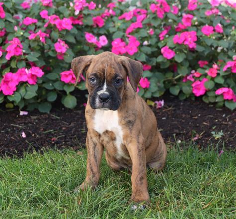  Find a Boxer puppy from reputable breeders near you in Lancaster, PA