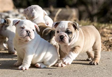  Find a Bulldog puppy from reputable breeders near you in Georgia