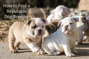  Find a Bulldog puppy from reputable breeders near you in Pittsburgh, PA