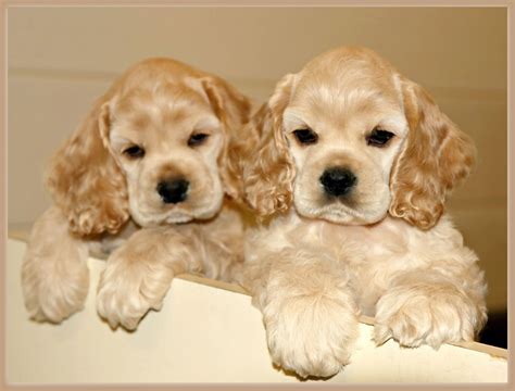  Find a Cocker Spaniel puppy from reputable breeders near you in Michigan