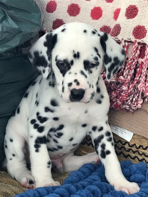  Find a Dalmatian puppy from reputable breeders near you in North Carolina