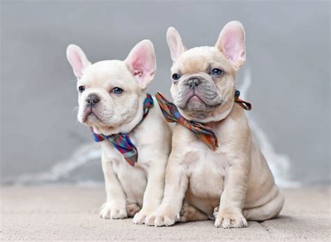  Find a French Bulldog puppy from reputable breeders near you in Iowa