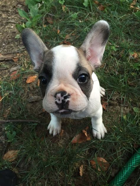  Find a French Bulldog puppy from reputable breeders near you in Minnesota