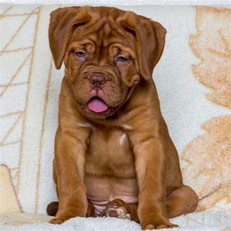  Find a Mastiff puppy from reputable breeders near you in Texas