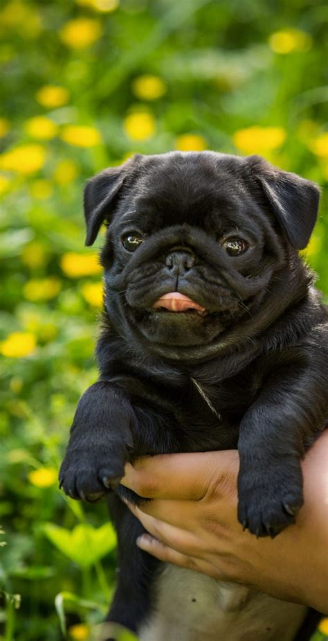  Find a Pug puppy from reputable breeders near you in North Carolina