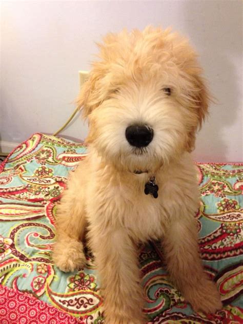  Find a Whoodle puppy from reputable breeders near you in Allentown, PA
