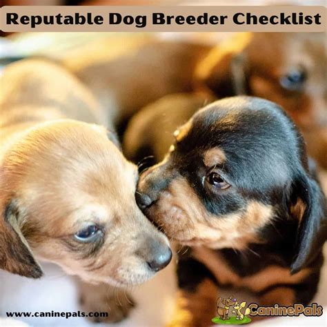  Find a reputable breeder and a good veterinarian if you plan on getting a teacup dog