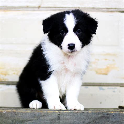  Find local border collies in dogs and puppies in the UK and Ireland