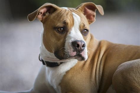  Find out about training, behavior, and care of Bullboxer Pit dogs