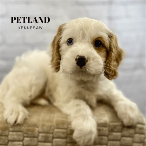  Find perfect puppies for sale near Atlanta, Georgia at Petland