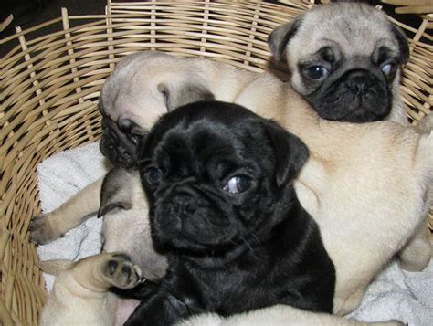  Find pug ads in our Pets category from New South Wales