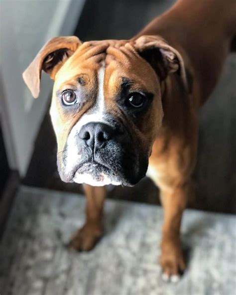  Find the best Boxer and Bulldog for you