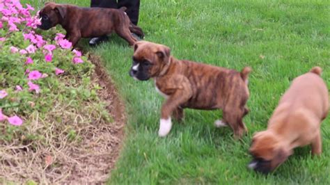  Find your Boxer puppy for sale in Brookville, PA