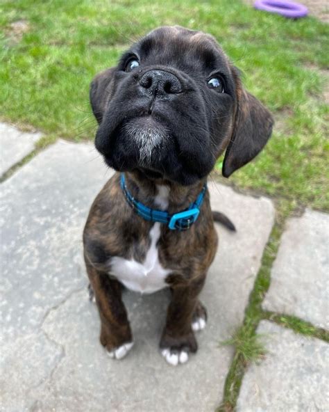  Find your Boxer puppy for sale in Lynchburg, VA