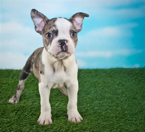  Find your Frenchton puppy for sale in Alabama