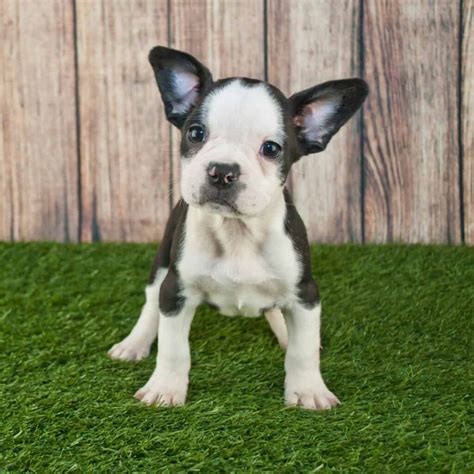  Find your Frenchton puppy for sale in Micanopy, FL