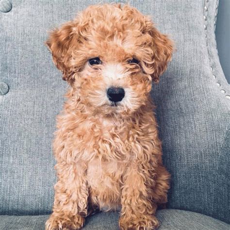  Find your adorable, curly puppy today!  Puppies For Sale in Raleigh 