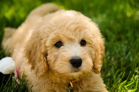  Find your dream Golden Retriever and Poodle mix puppy …