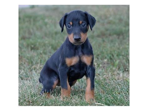  Find your forever friend with Pawrade! Stop by Petland to find your dream puppy today! Doberman Puppies for Sale in North Carolina