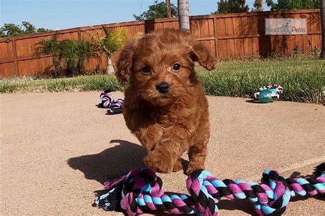  Find your puppy for sale in San Diego, CA