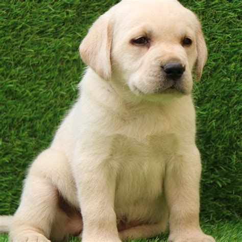  Finding a Golden Labrador puppy for sale from a reputable breeder can also dramatically — although, not eliminate — the risk of your dog developing some of these conditions