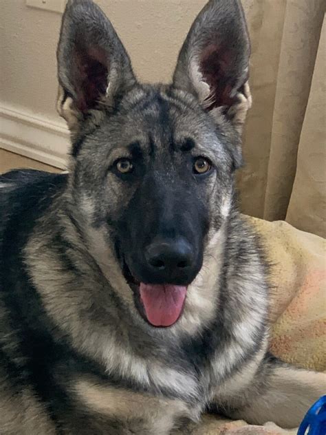  Finding a breeder that specializes in silver German Shepherds is a lot easier than finding one that focuses on the grey, so this might be your best bet if you want a more exotic-looking companion