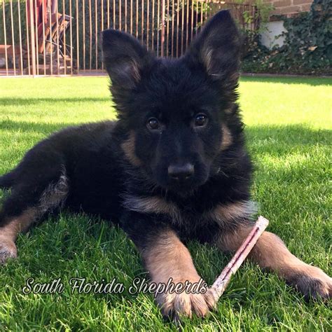  Finding a good breeder is the key if you want a purebred and healthy German Shepherd puppy or dog