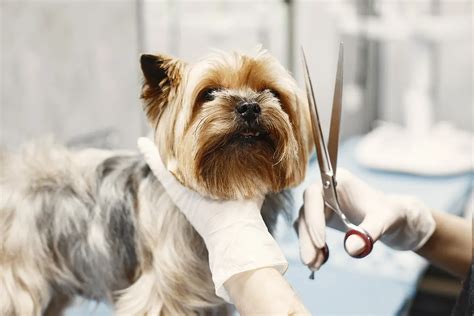  Finding the right dog groomer is essential for keeping your pup looking and feeling their best