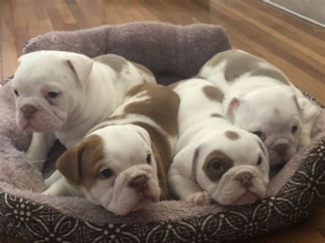  First, the experience and reputation of Dallas Bulldog breeders will affect how much they charge for their pups
