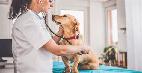 First, we recommend that your vet be consulted each step of the way