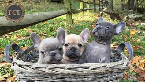  First Class Frenchies is veterinarian owned and operated home based breeder of the highest quality French bulldogs in Eastern Ohio