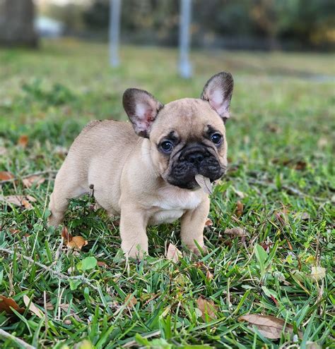  First and foremost, thank you for choosing to visit us here at SnubNub Frenchies on your journey to finding a quality French Bulldog puppy