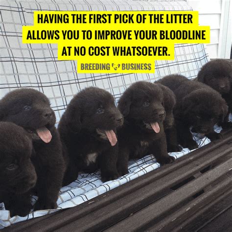  First pick of litter is available