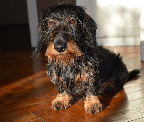  Fishers Looking for Miniature Dachshund
