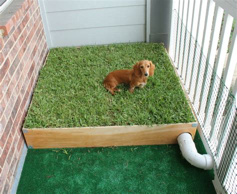  Fix a particular area of your yard as the potty area for your bulldog and take your dog to this area only when you first go outside