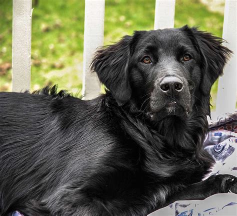  Flat-Coated Retriever: These playful pooches retain a puppy-like spirit well throughout their lives